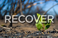 Wildfire Recover